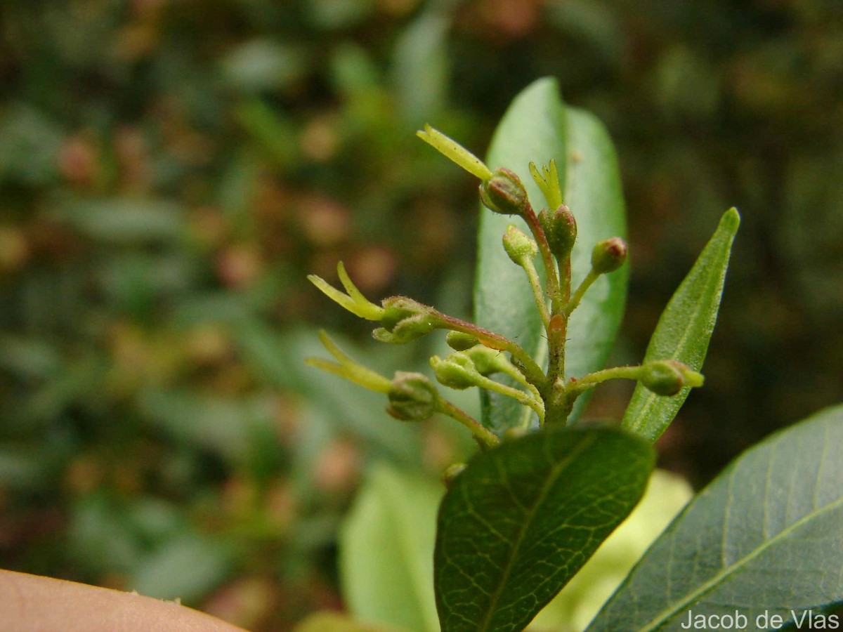 Dodonaea viscosa Jacq.